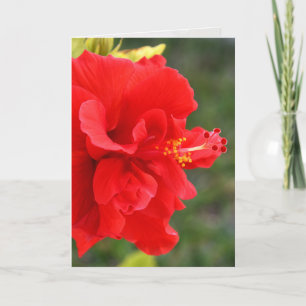 Carte red hibiscus close up