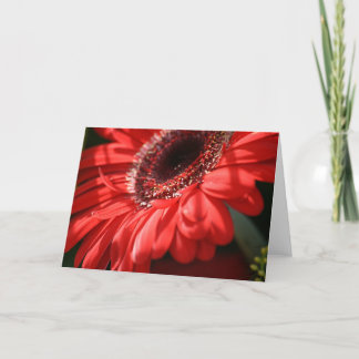 Carte Red Hot Gerbera