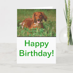 Carte Red Long Haired Dachshund