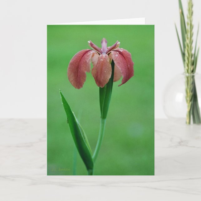 Carte Red Native Louisiana Iris (Devant)