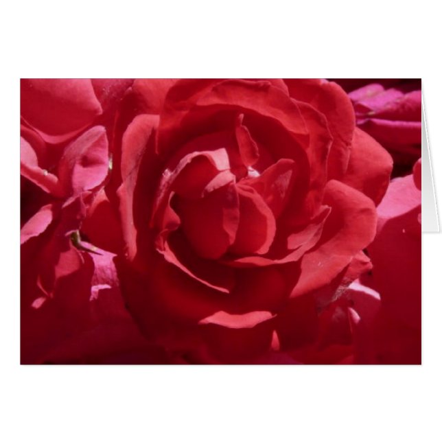 Carte Red Roses (Devant horizontal)