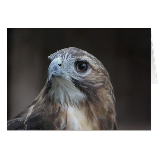 Carte Red Tail Hawk (Devant horizontal)