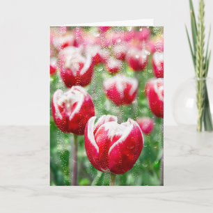 Carte red tulip with raindrops on glass