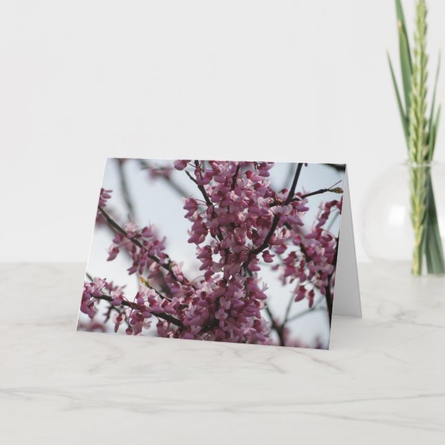 Carte Redbud fleurit ressort de réjouissance (Devant)