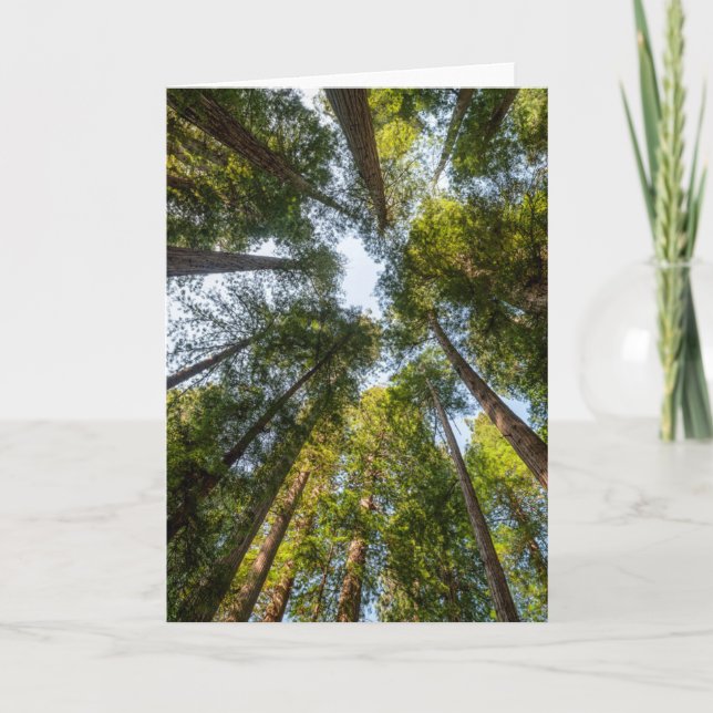 Carte Redwood National and State Parks, Californie (Devant)