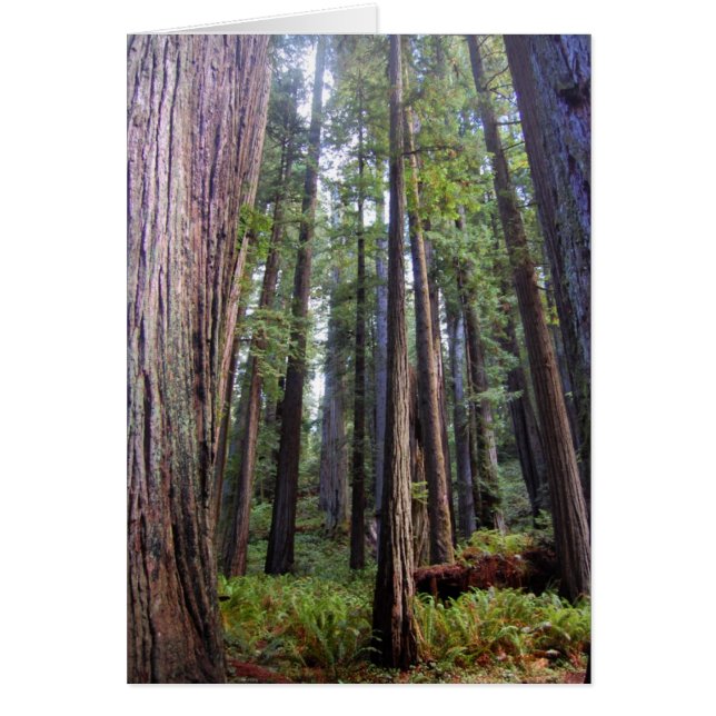 Carte Redwoods (Devant)