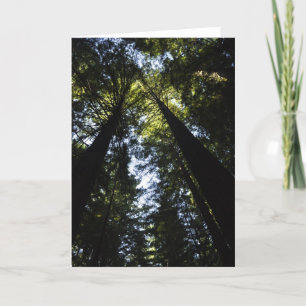 Carte Redwoods