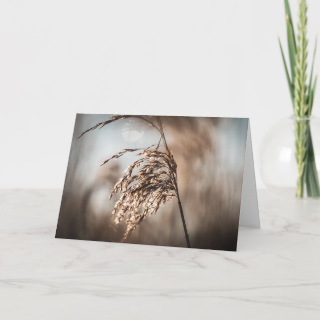 Carte Reed Nature Photo (Devant)