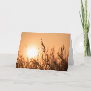 Carte Reed Sunset Nature Photo