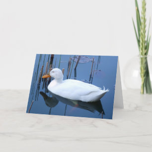 Carte Réflexion du canard blanc couché