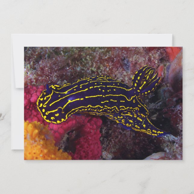 Carte Regal Sea Goddess Nudibranche Felimare picta (Devant)