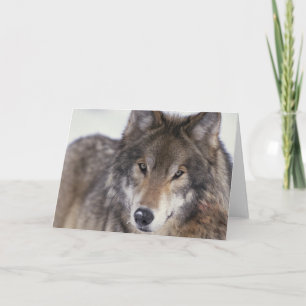 Carte Regard fixe de loup