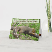 Remets-toi vite drôle écureuil endormi