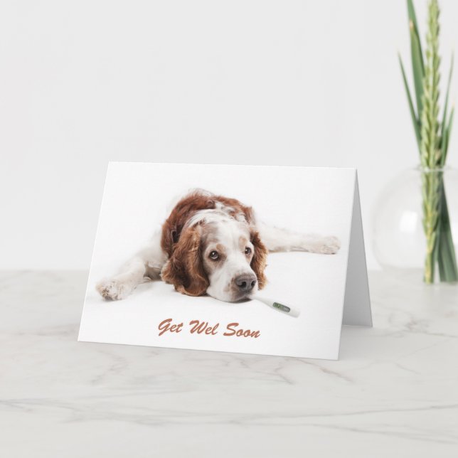 Carte Remettez-vous avec un chien Welsch Springer Spanie (Devant)