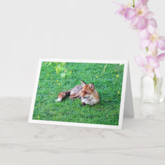Carte Renard Couché sur l'Herbe