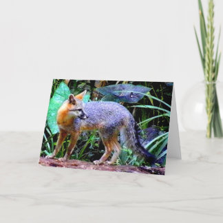 CARTE RENARD SUR L'ARBRE
