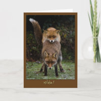 Renards de accouplement