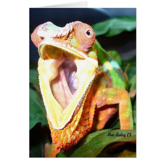 carte reptile (Devant)