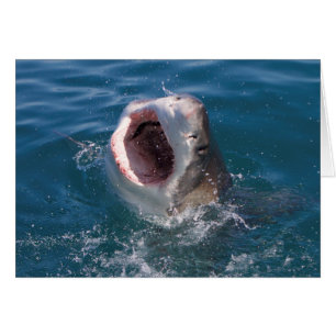 Carte requin