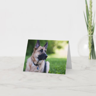 Carte Rescue Dog