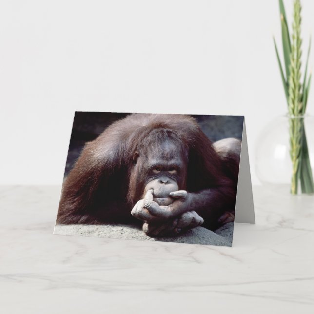 Carte Réserve faunique - Primates 10 (Devant)
