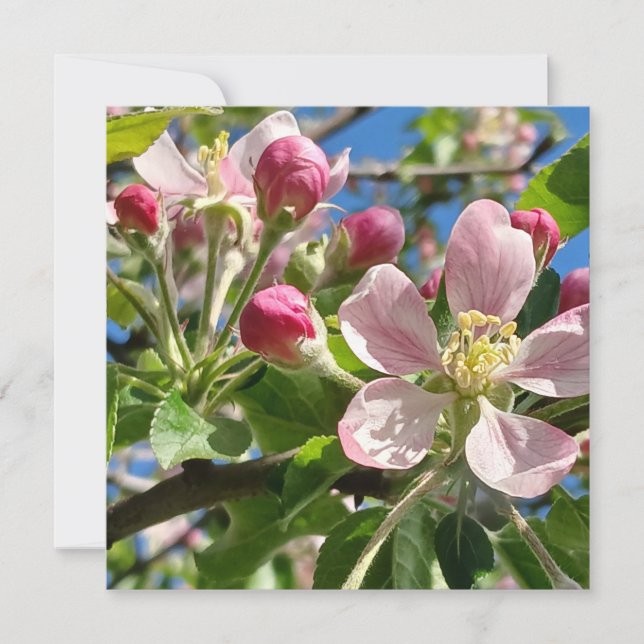 Carte Ressort des fleurs de pomme (Devant)