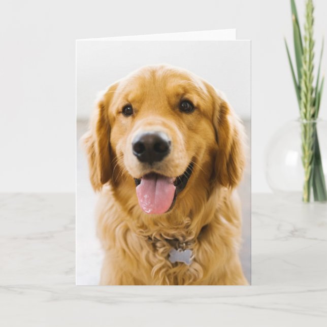 Carte Retriever d'or souriant (Devant)