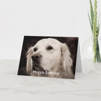 Carte Retriever - Golden