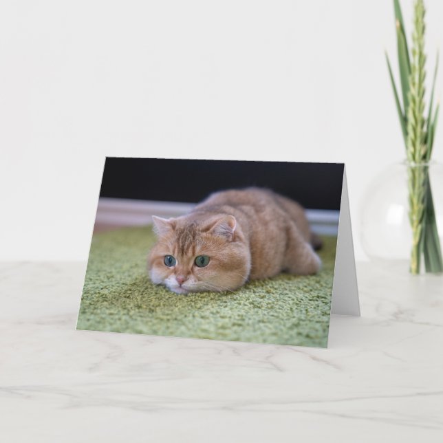 Carte rêve Hosico (Devant)