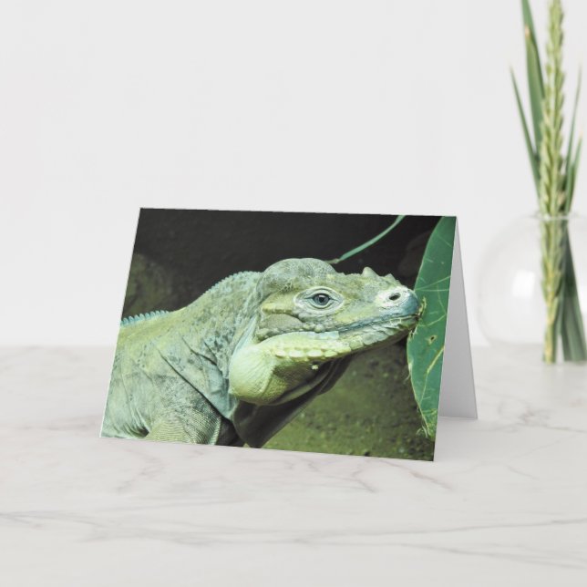 Carte Rhinoceros Iguana (Devant)