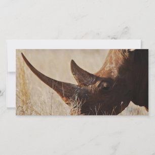 Carte rhinocéros noirs africains aux grosses cornes