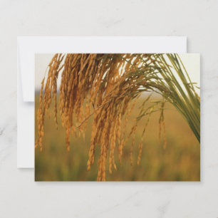 Carte Riz