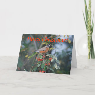 Carte / Robin américain / Noël