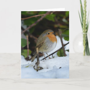 Carte Robin de Noël dans la neige