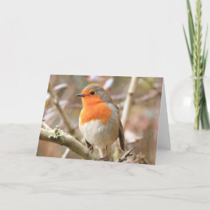 Carte Robin d'hiver Redmamin