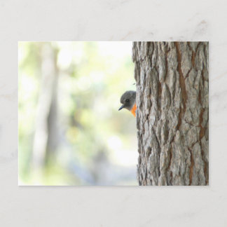 Carte Robin Peeping Bush