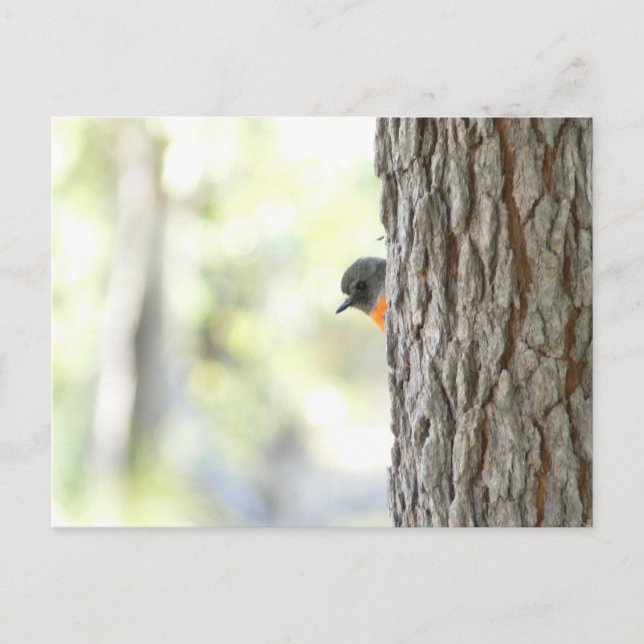 Carte Robin Peeping Bush (Devant)