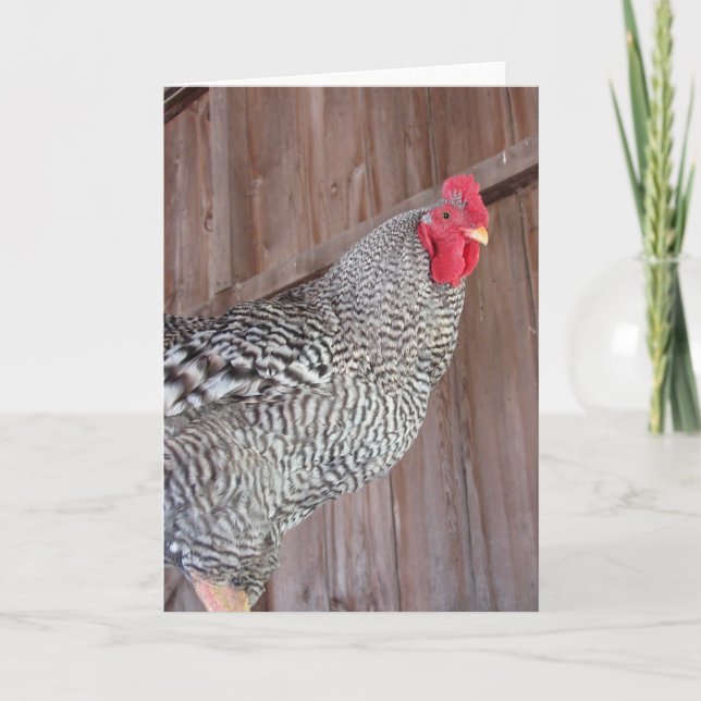 Carte Rooster Barred Rock (Devant)