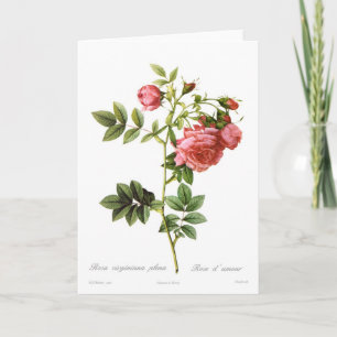 Carte Rosa virginiana pléna