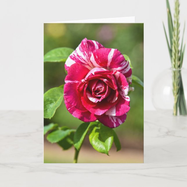 Carte Rose à rayures rose foncé et blanc (Devant)