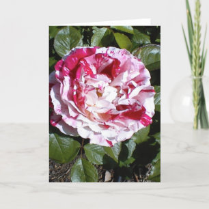 Carte Rose à rayures rouge et blanc