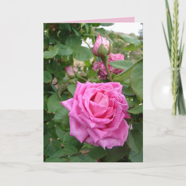 Carte Rose Ancienne Roses florales fleurs jardin (Devant)
