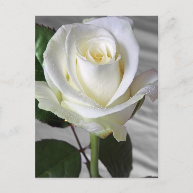 Carte Rose anglaise (Devant)