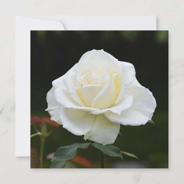 Carte Rose blanche (Devant)
