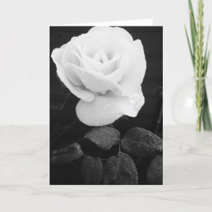 Carte Rose blanche