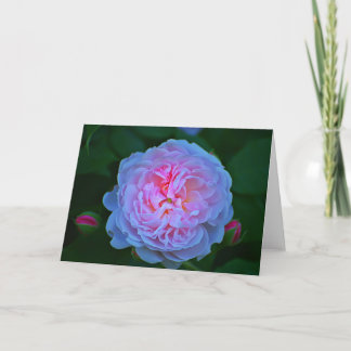 Carte rose blanche