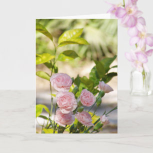 Carte Rose Bush et le feuillage vert