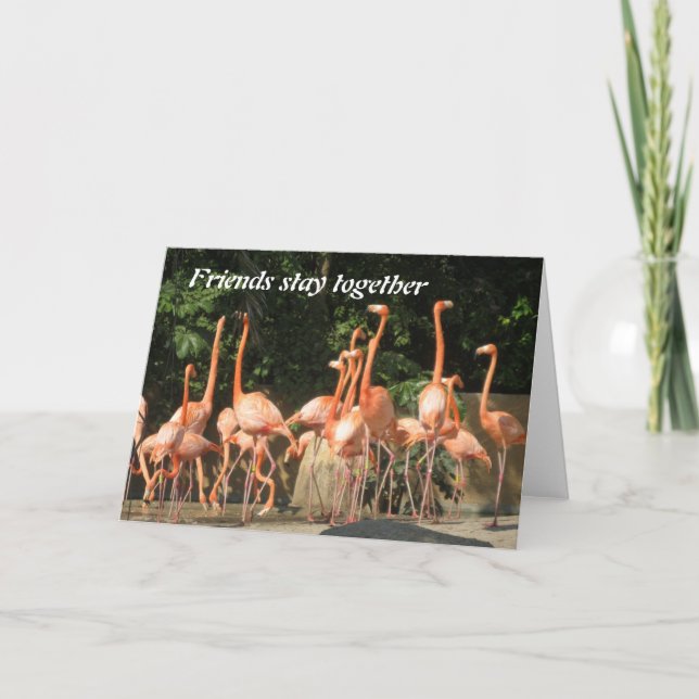 Carte rose d'amis de Flamants roses (Devant)