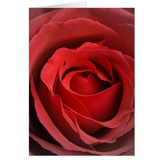 Carte Rose d'amour (Devant)