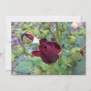 Carte Rose de Bourgogne après la pluie